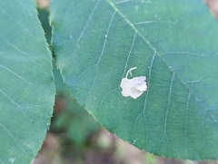 Cameraria caryaefoliella
