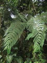 Cyathea
