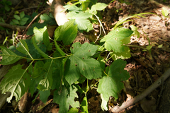 Acer pseudoplatanus
