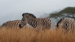 Equus quagga