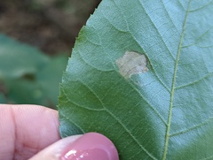 Cameraria caryaefoliella