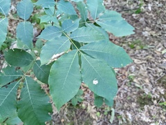 Cameraria caryaefoliella