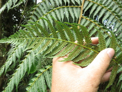 Cyathea