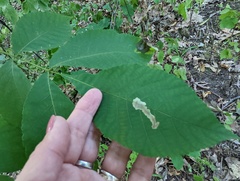 Cameraria caryaefoliella