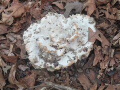 Pseudoinonotus dryadeus