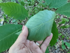 Cameraria caryaefoliella