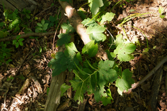 Acer pseudoplatanus