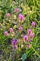 Melampyrum arvense