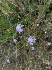 Cephalaria transsylvanica