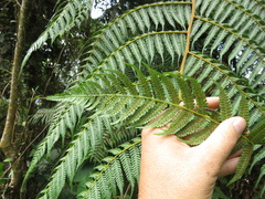 Cyathea