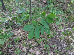 Cameraria caryaefoliella