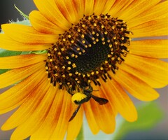 Megachile xylocopoides