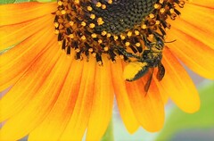 Megachile xylocopoides