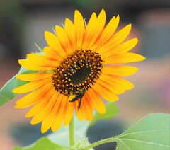 Megachile xylocopoides