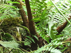 Cyathea