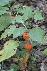 Alkekengi officinarum