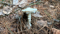 Amanita citrina