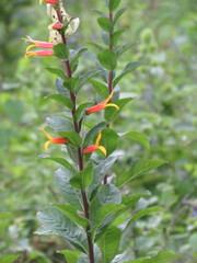 Lobelia laxiflora