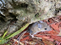 Peromyscus maniculatus