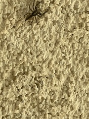 Menemerus bivittatus