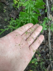 Taenidia integerrima