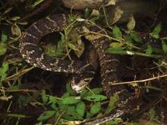 Nerodia fasciata