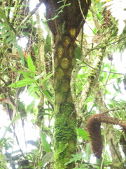 Cyathea