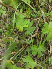 Geranium asphodeloides