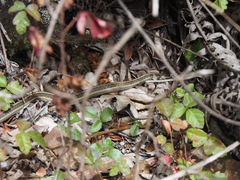 Thamnophis elegans terrestris