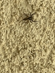Menemerus bivittatus