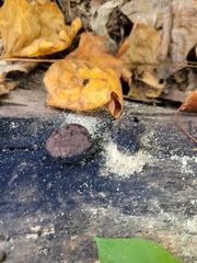 Hypoxylon fragiforme