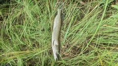 Esox lucius
