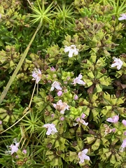 Thymus caespititius