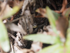 Thamnophis elegans terrestris