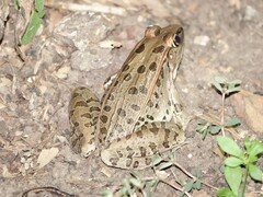 Lithobates sphenocephalus
