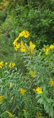 Helianthus giganteus