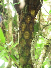 Cyathea