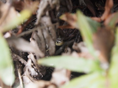 Thamnophis elegans terrestris