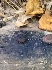 Hypoxylon fragiforme