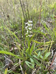 Spiranthes cernua