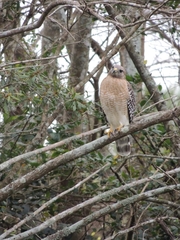 Buteo lineatus