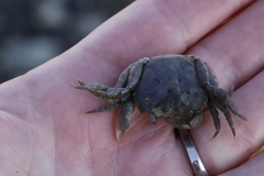 Hemigrapsus oregonensis