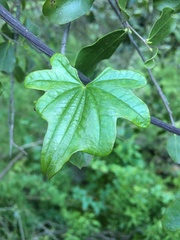 Dioscorea bryoniifolia