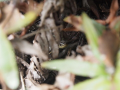 Thamnophis elegans terrestris