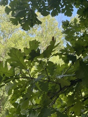Quercus