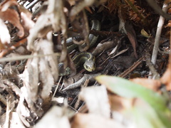 Thamnophis elegans terrestris