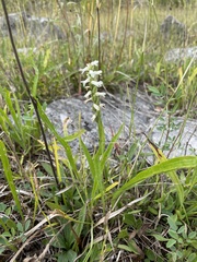 Spiranthes cernua