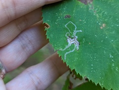 Caloptilia ostryaeella