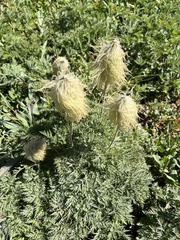 Pulsatilla occidentalis