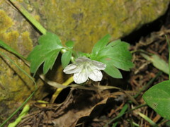 Phacelia platycarpa
